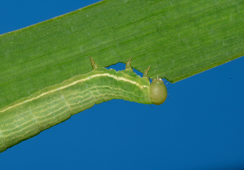 Larva, bozzolo, pupa e adulto di Plusia festucae - Noctuidae